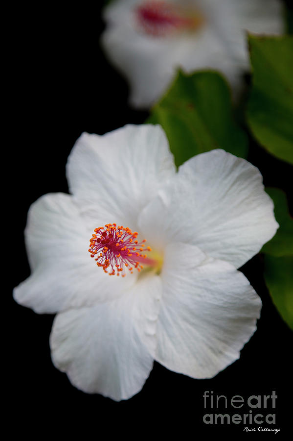 Into The Light 2 White Hibiscus Flower Kauai Collection Art Photograph by Reid Callaway