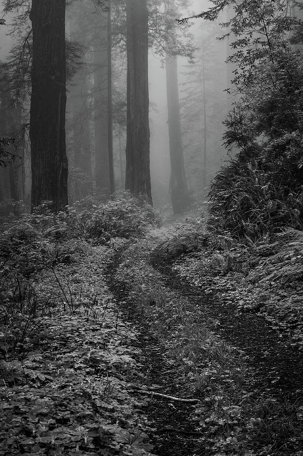 Into the Mist B / W  Photograph by George Buxbaum