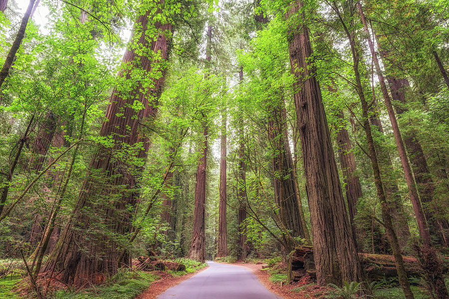 Nature Photograph - Into The Redwoods by Joseph S Giacalone