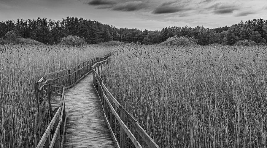Into The Reeds Photograph by Marie Berglund