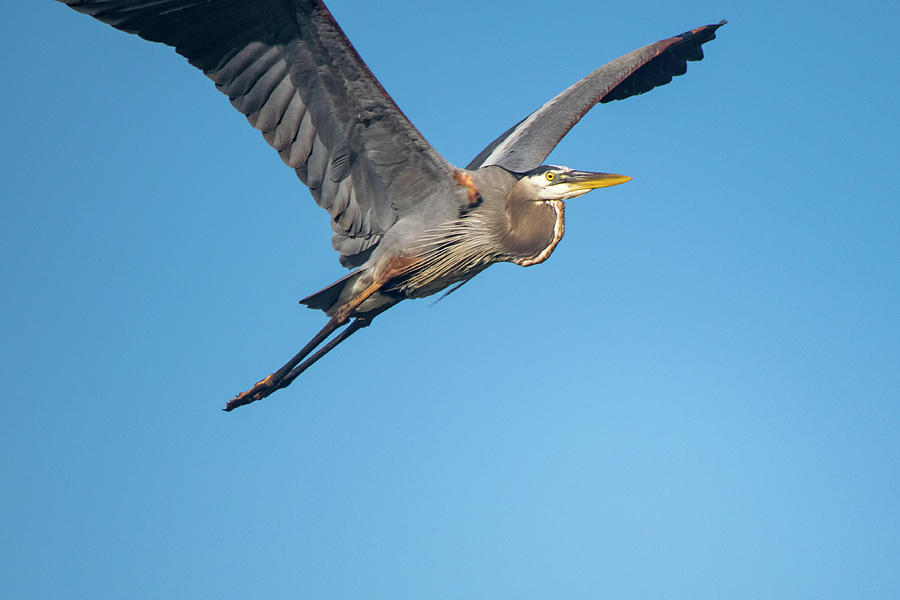 Into the Wild Blue Yonder Photograph by Mary Ann Artz