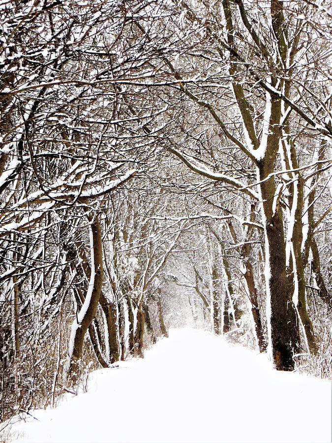 Into the Winter Woods  Photograph by Lori Frisch