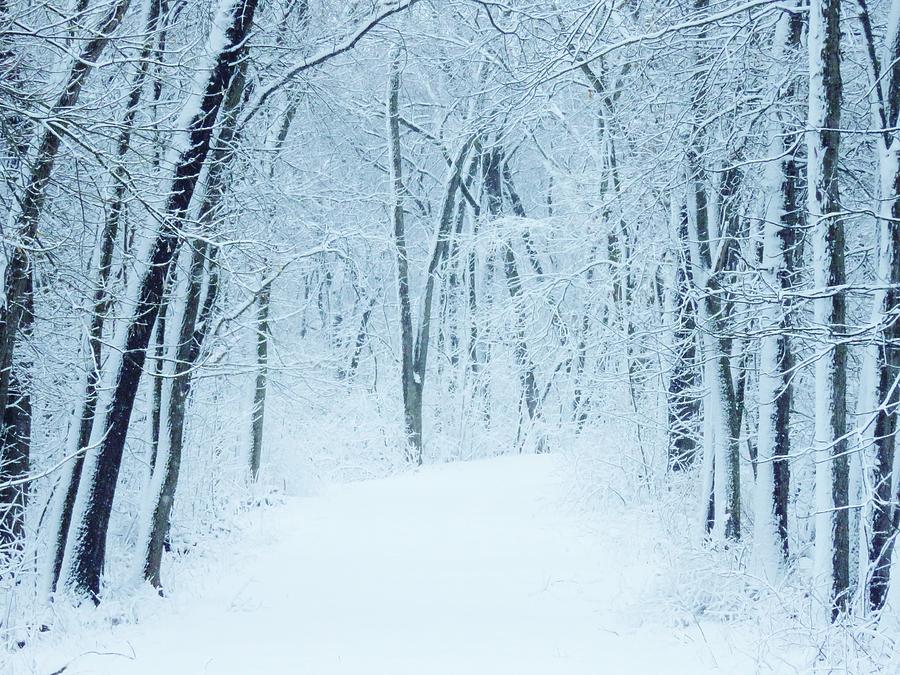Into the Wintry Woods  Photograph by Lori Frisch