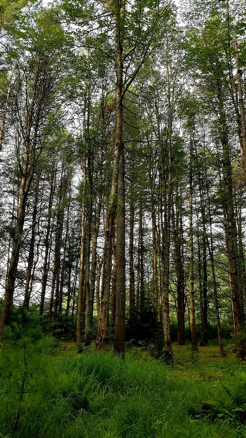 Into the Woods Photograph by Andrea Lowery - Fine Art America