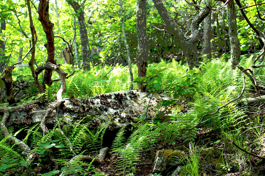 Into the Woods II Posterized by Suzanne Gaff Into the Woods II Posterized by Suzanne Gaff