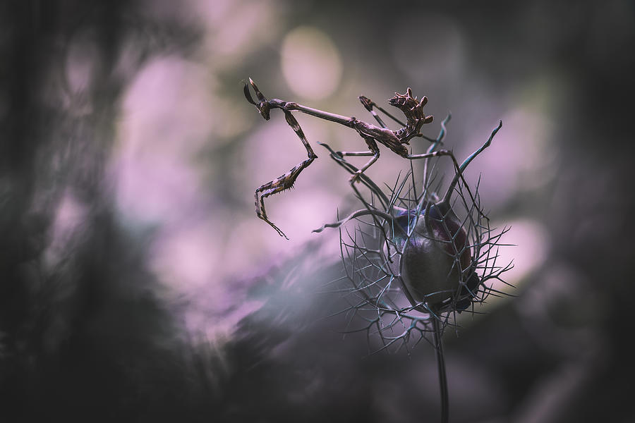 Insects Photograph - Intouchable by Julien Martin
