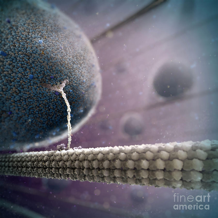 Intracellular Transport Photograph by Singlecell Animation Llc/science Photo Library