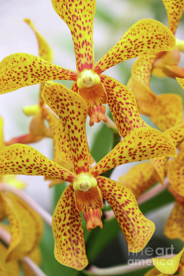 Intriguing Yellow Spider Orchids Photograph by Rory Ivey
