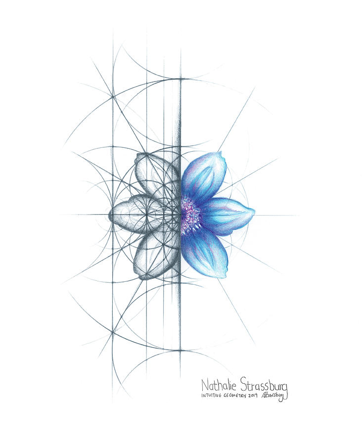 Intuitive Geometry Clematis Flower Drawing by Nathalie Strassburg