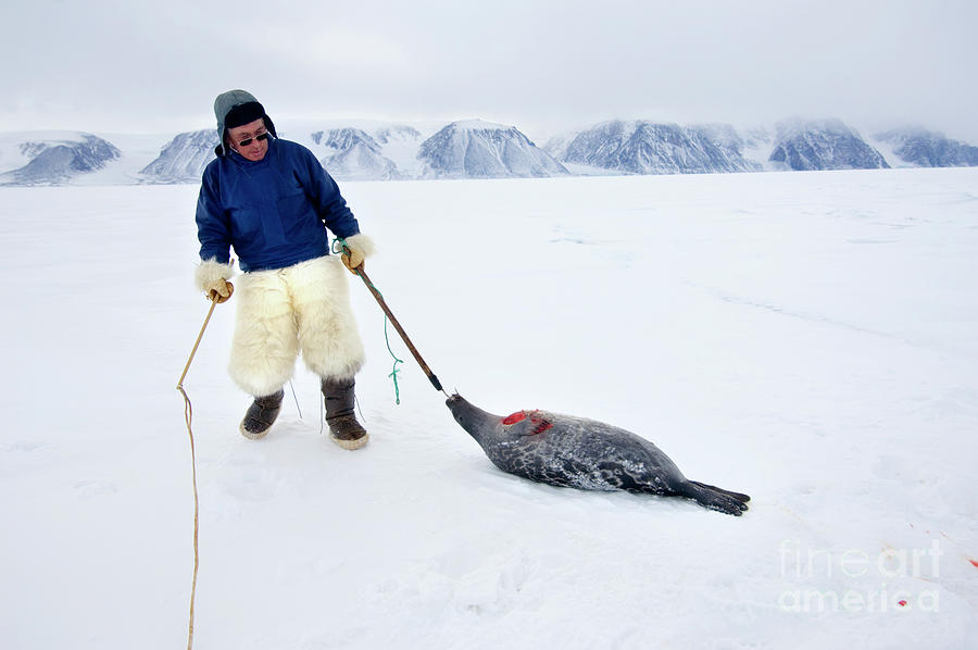 Inuit Hunter Photograph by Louise Murray/science Photo Library Pixels