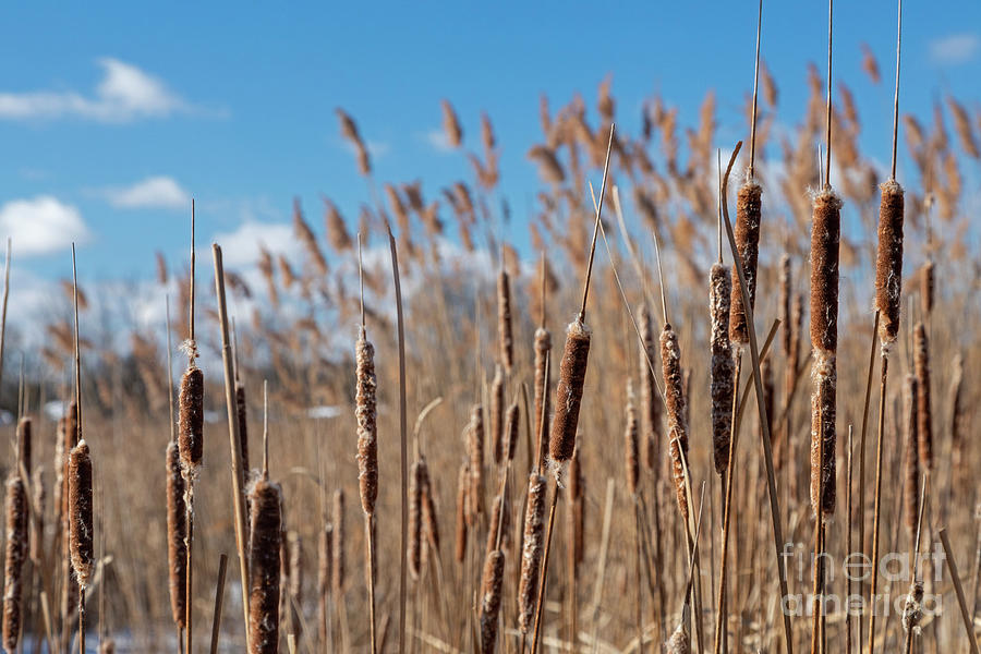 Invasive Phragmites Crowding Out Native Cattails Photograph By Jim Westscience Photo Library 