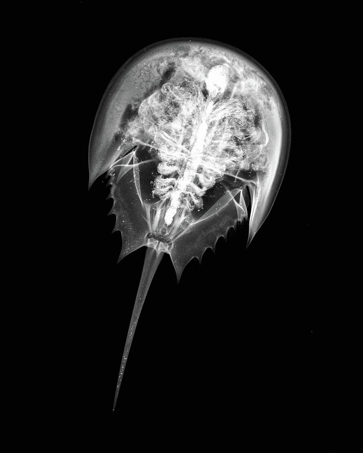 Nature Digital Art - Inverted Image Of Horseshoe Crab by Photobertmyers