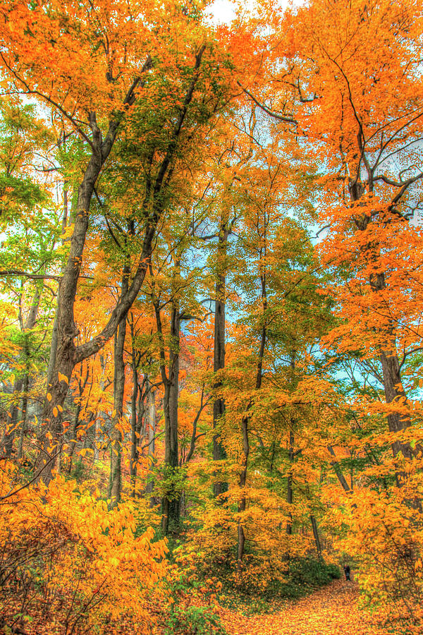 Inwood Park Vertical Photograph by Robert Goldwitz - Pixels