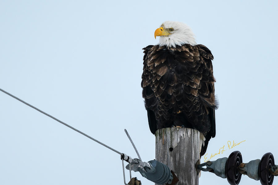 Iowa Eagle Perched Photograph by Ed Peterson