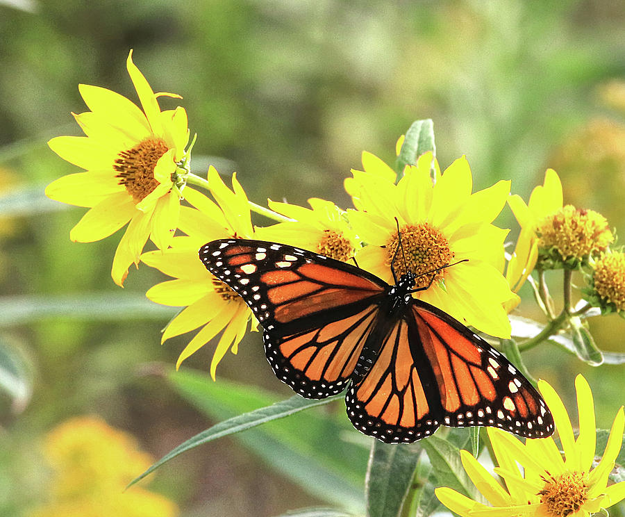 Iowa Monarch Migration Photograph by J Laughlin
