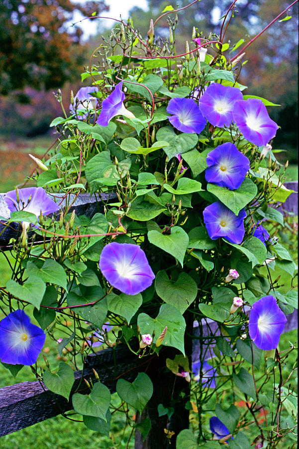 Ipomoea Indicamorning Glory Growing On Photograph by Richard Felber