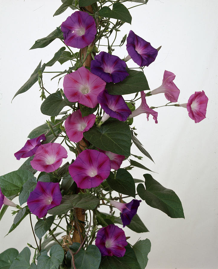 Ipomoea Learii Photograph by Friedrich Strauss - Fine Art America