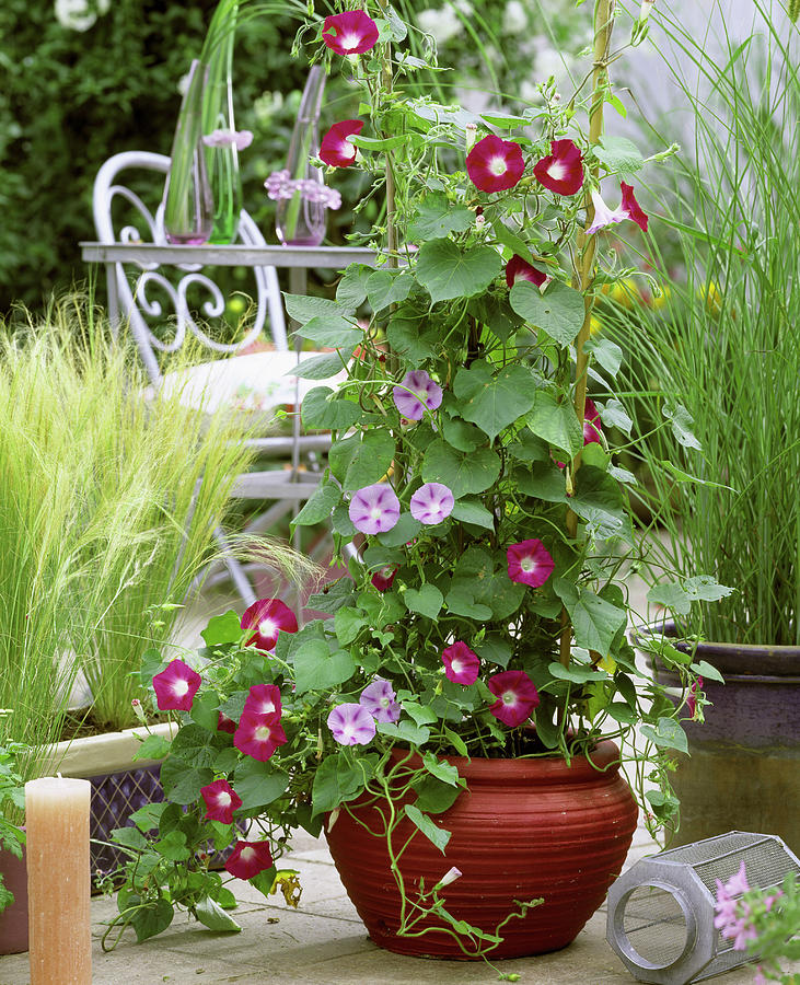 Ipomoea Purpurea 'scarlet O'hara' red, Ipomoea Tricolor Photograph by ...