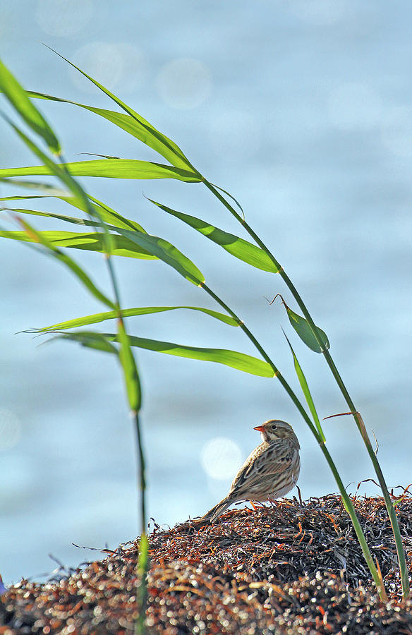 Ipswich Sparrow Photograph by Jennifer Robin