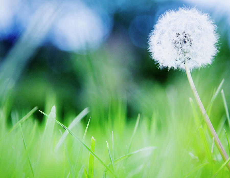 Ireland, County Westmeath, Dandelion In Photograph by Jamie Grill