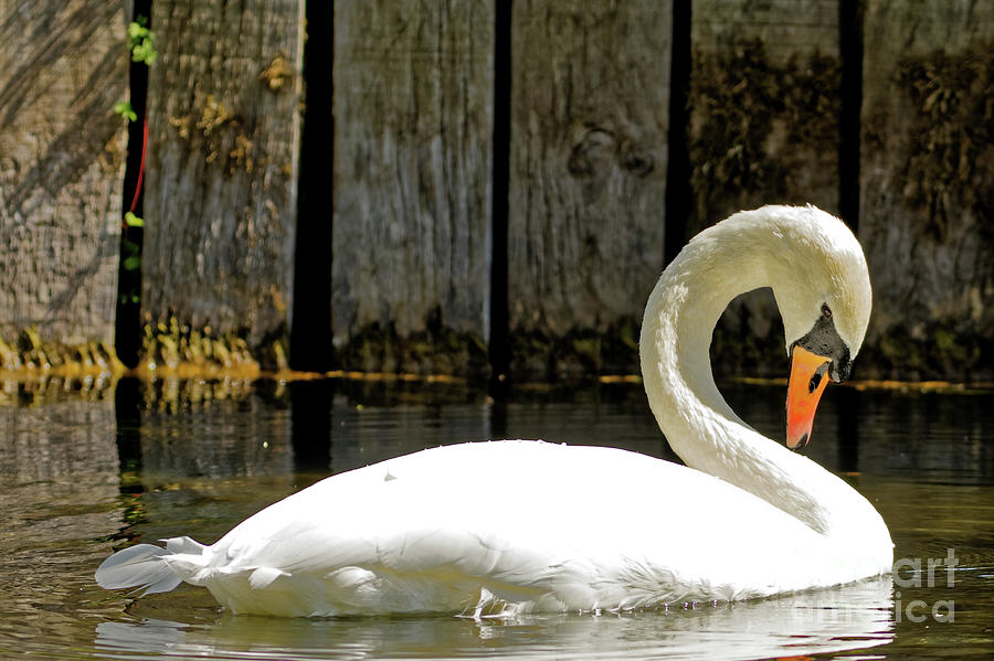 Ireland Swan Photograph by Natural Focal Point Photography