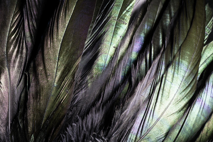 Iridescent Black Crow Feathers Photograph by Tammy Kelly - Pixels