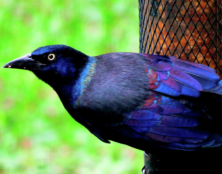 Iridescent Grackle Photograph by Linda Stern