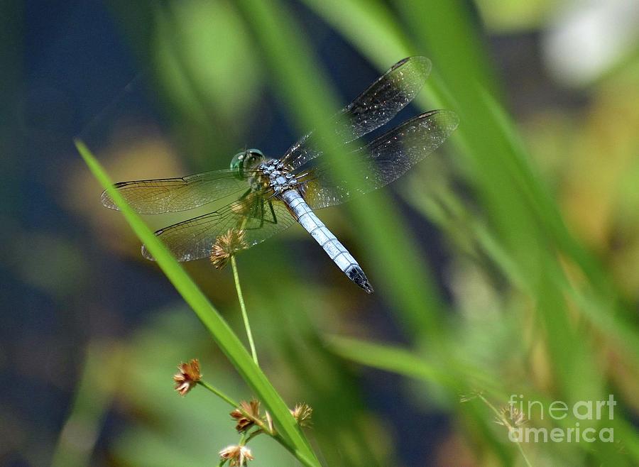 Iridescent Wings Of A Blue Dasher Dragonfly Photograph