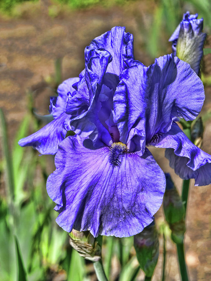 Iris 38 by Allen Beatty Iris 38 by Allen Beatty