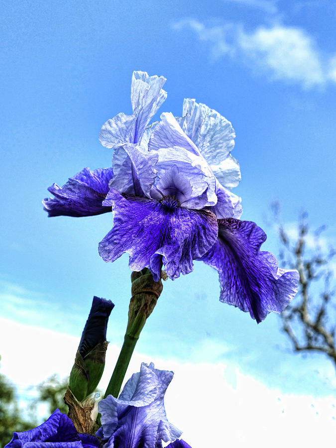 Iris 41 Reaching For The Sky Photograph by Allen Beatty