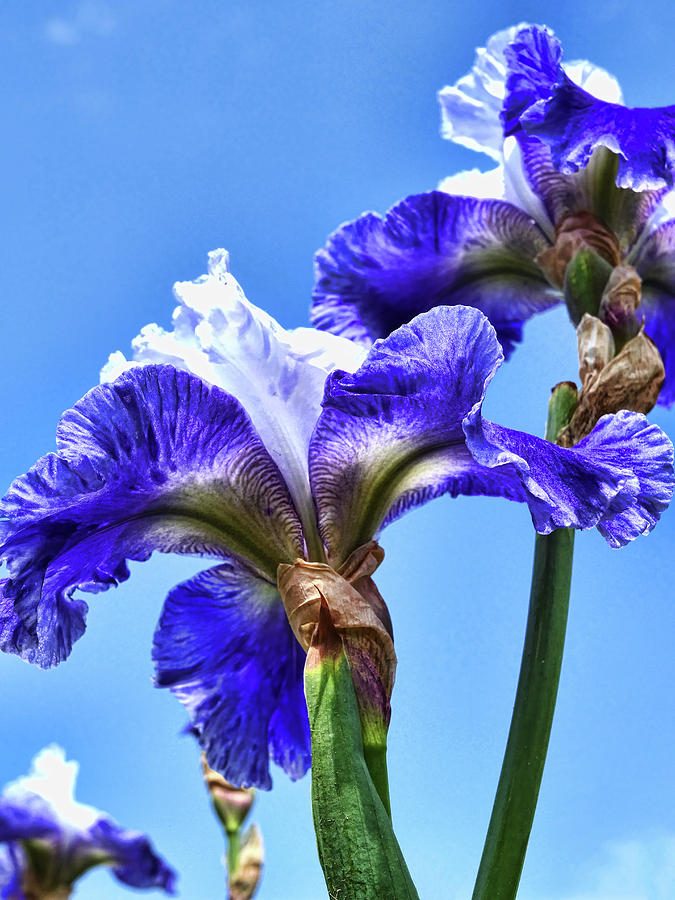 Iris 47 Reaching For The Sky Photograph by Allen Beatty