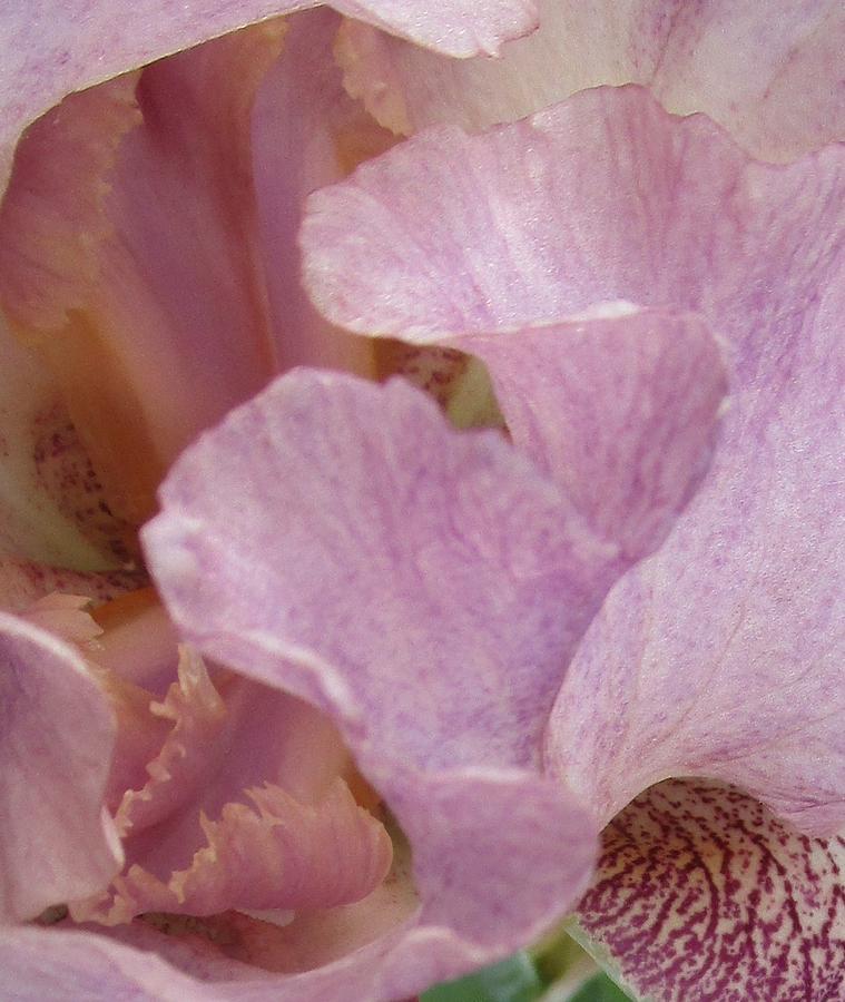 Iris Abstract Photograph by Sharon Ackley