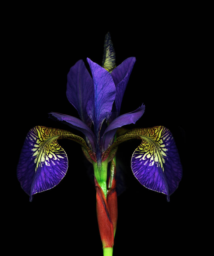 Iris Against Black Background By Mike Hill