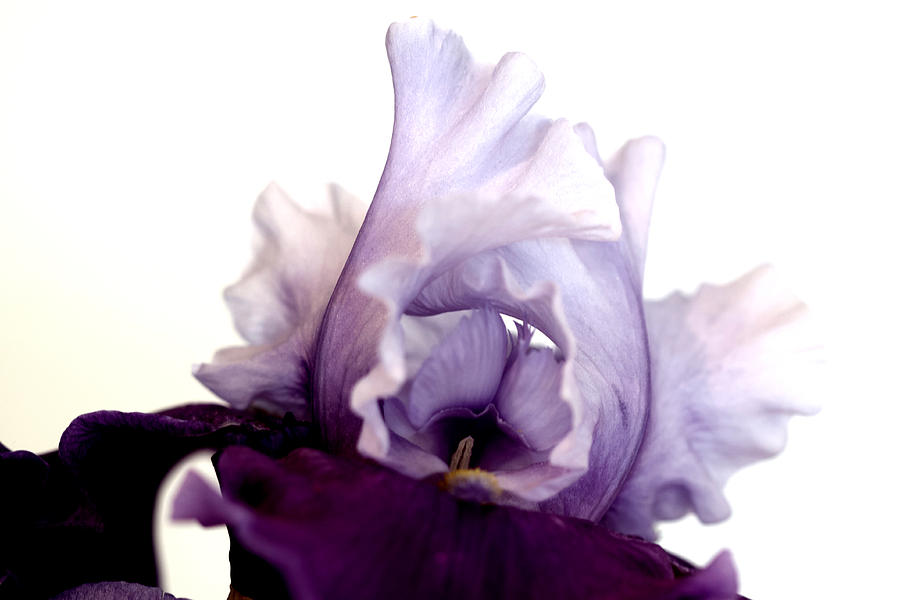 Iris Mixed Media - Iris All Lace #15dg by Sherry Hallemeier
