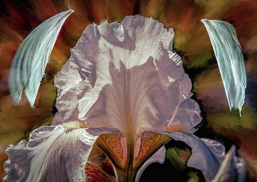 Iris Mixed Media - Iris and angel #i8 by Leif Sohlman