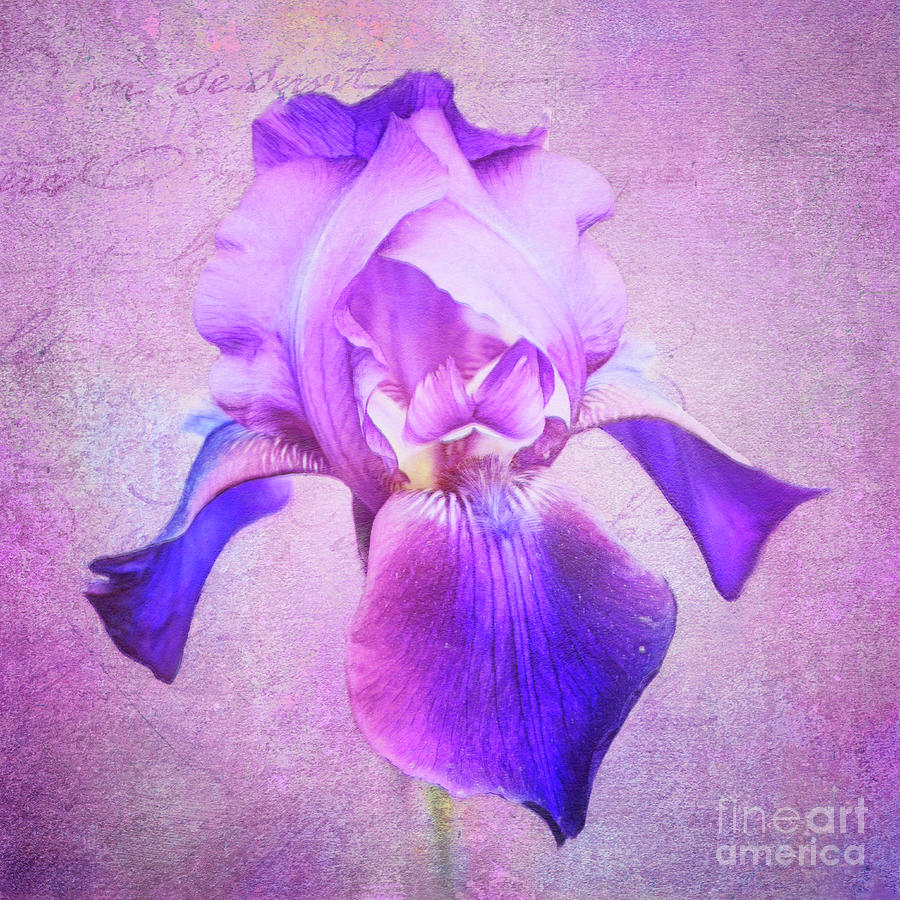Pretty in Purple Iris Photograph by Anita Pollak
