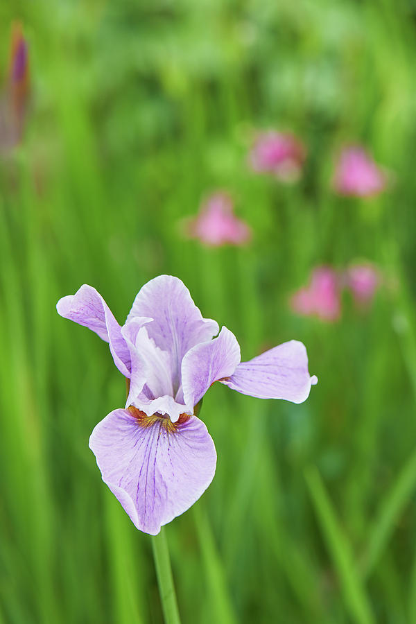 Iris Beauty Photograph by Garden Gate magazine