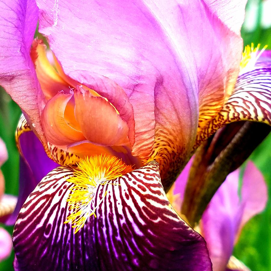 Iris Beauty Photograph by Vijay Sharon Govender