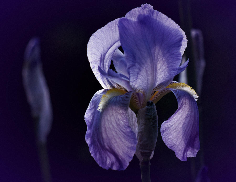 Iris Blue Photograph by Richard Cummings