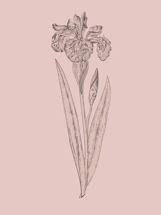 Spring Mixed Media - Iris Blush Pink Flower by Naxart Studio