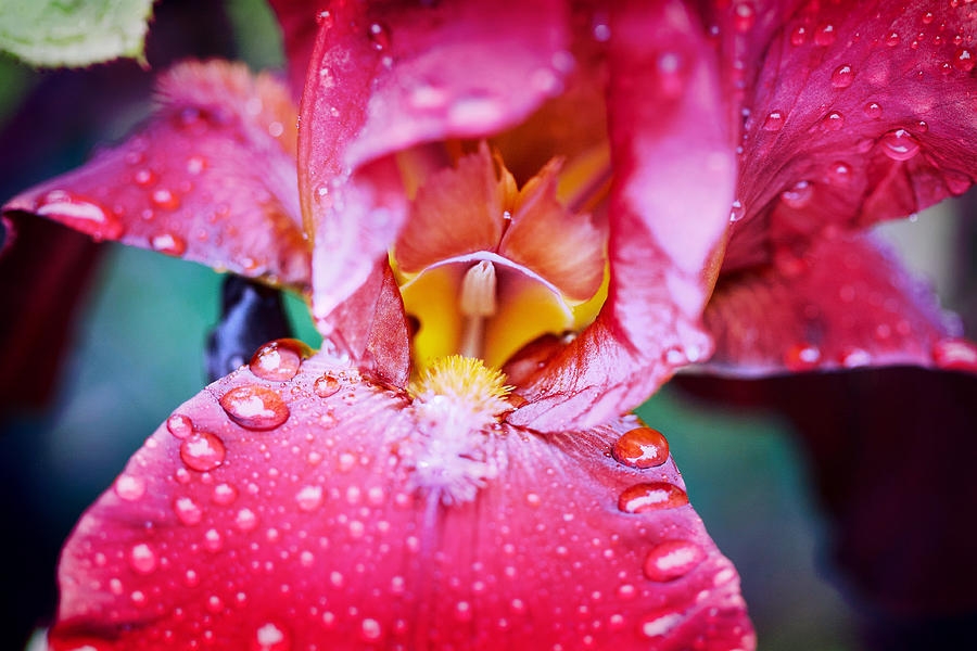 Iris Burgandy After the Rain Photograph by Sherry Hallemeier
