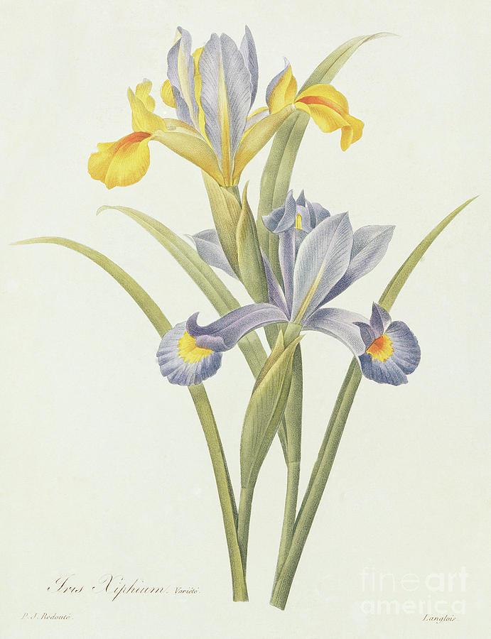 Iris by Redoute Drawing by Pierre-Joseph Redoute