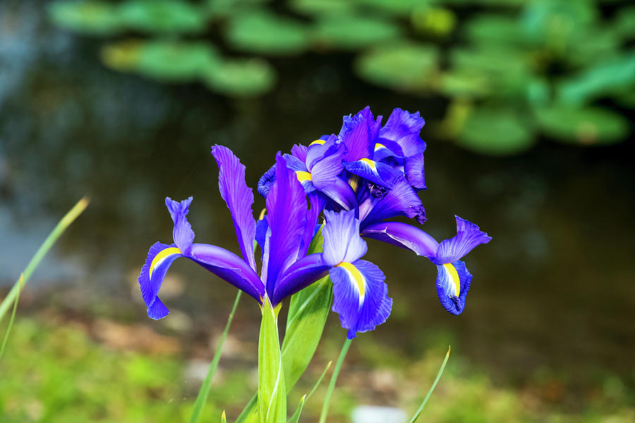 Iris Photograph - Iris by the lake by Devin Rader