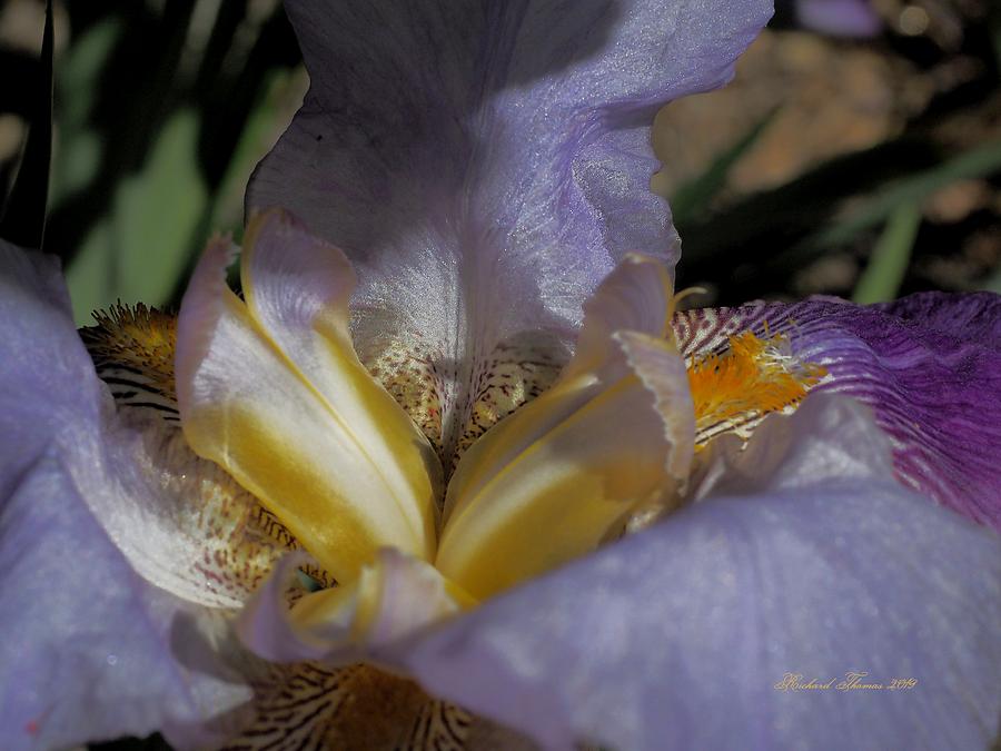 Iris Close-Up Photograph by Richard Thomas