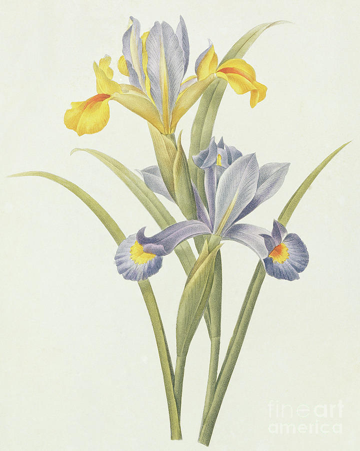 Iris  color engraving Painting by Pierre-Joseph Redoute