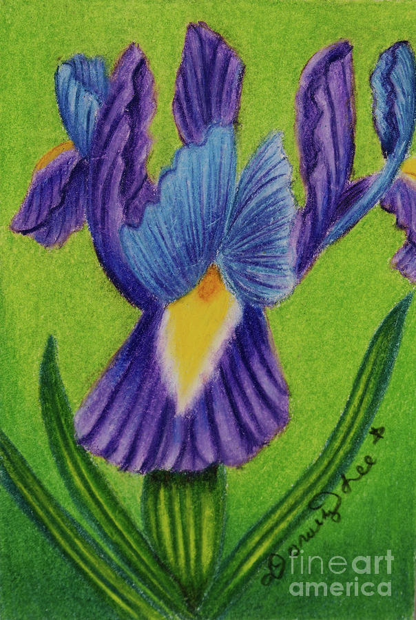 Iris Painting by Dorothy Lee