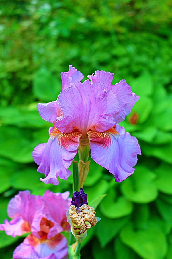 Iris Extraordinaire.1 Photograph by Trent Jackson