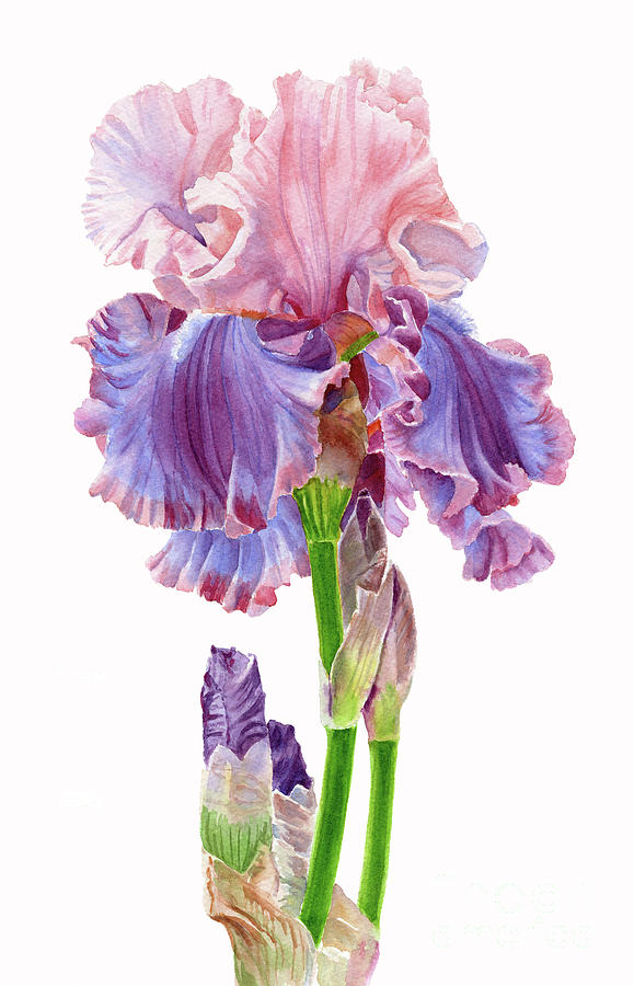 Iris Painting - Iris Florentine Silk on White by Sharon Freeman