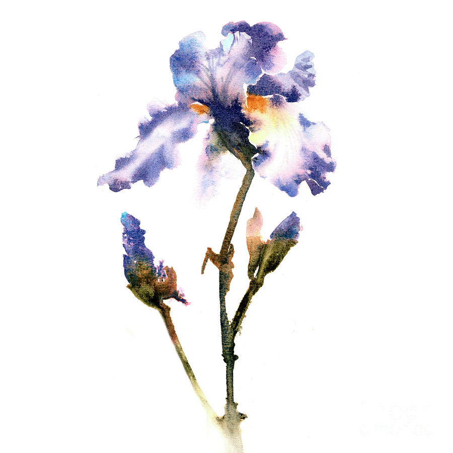 Iris flower Painting by Elvira Vasilyanskaya - Fine Art America