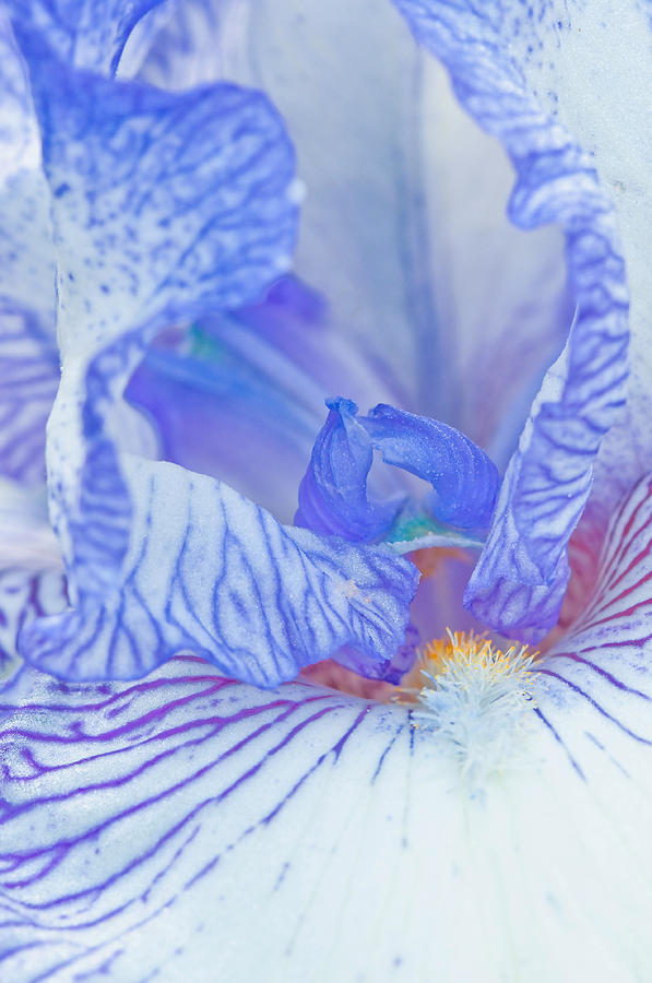 Iris Flower Photograph by Michael Lustbader